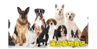 Man Yi Pet Store